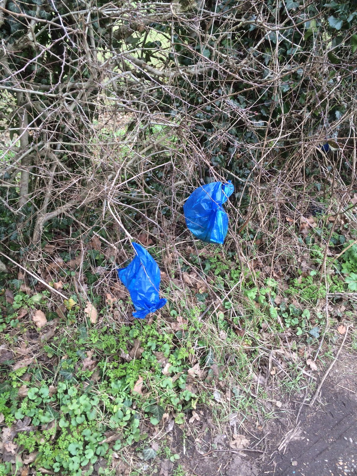 Dog Poo Bags