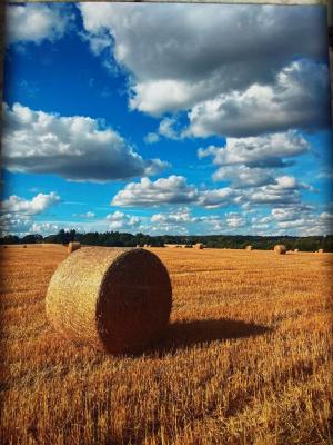 Article Graphic - Photographic Competition Winner
